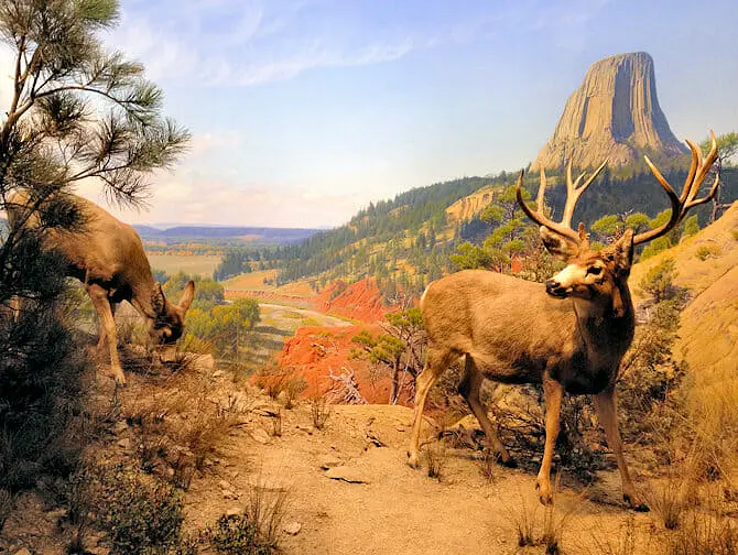 Museum Americano de Historia Natural em Nova York - Diorama
