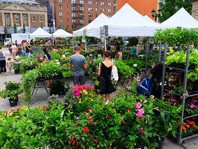 Feiras em Nova York - Plantas na Union Square