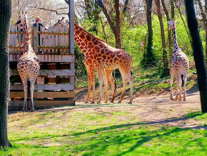 Bronx Zoo em Nova York - Girafas