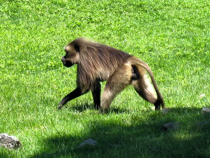 Bronx Zoo em Nova York - Macaco