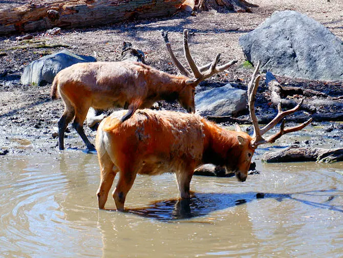 Bronx Zoo em Nova York - Animais tomando água