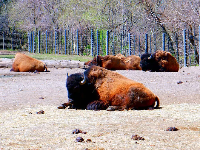 Bronx Zoo em Nova York - Animais Descansando