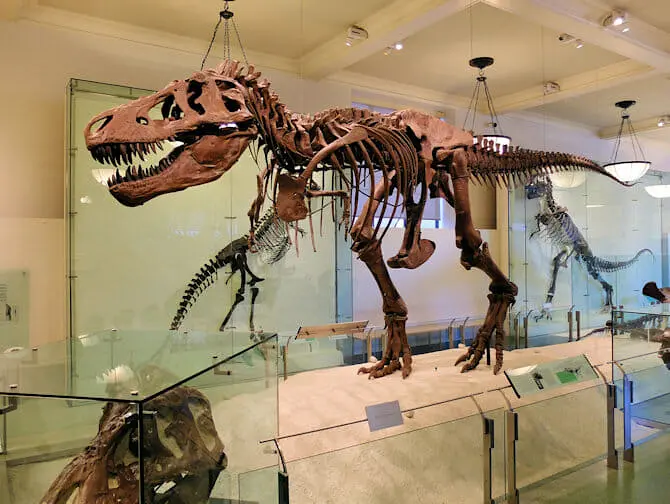 Museu Americano de História Natural em Nova York - Dinossauro