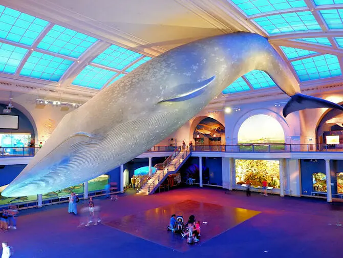 Museu Americano de História Natural em Nova York - Vida Oceânica