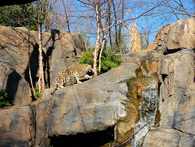 Ingressos para o Central Park Zoo - Leopardos-das-Neves