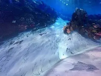 National Geographic Encounter Ocean Odyssey - Embaixo da Água