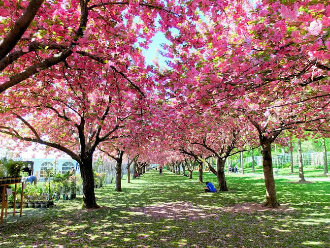 Brooklyn em Nova York - Brooklyn Botanic Garden