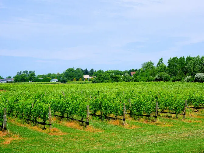 Day Trip to The Hamptons - Vinho