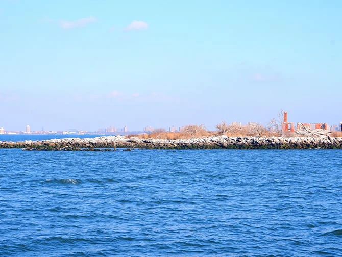 New York Seals and Bird Watching Boat Tour - Wildlife